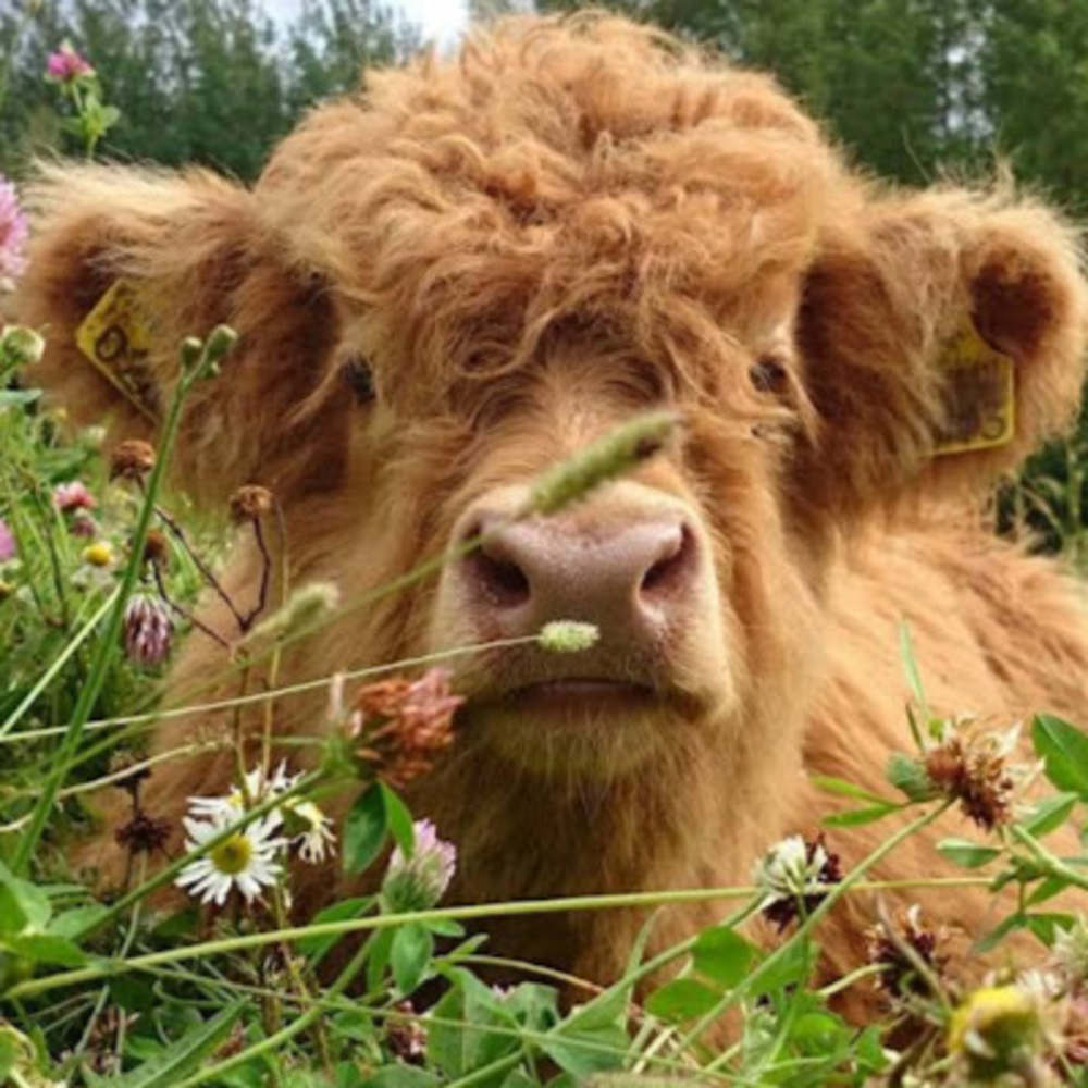 Meet your Posher, Beata